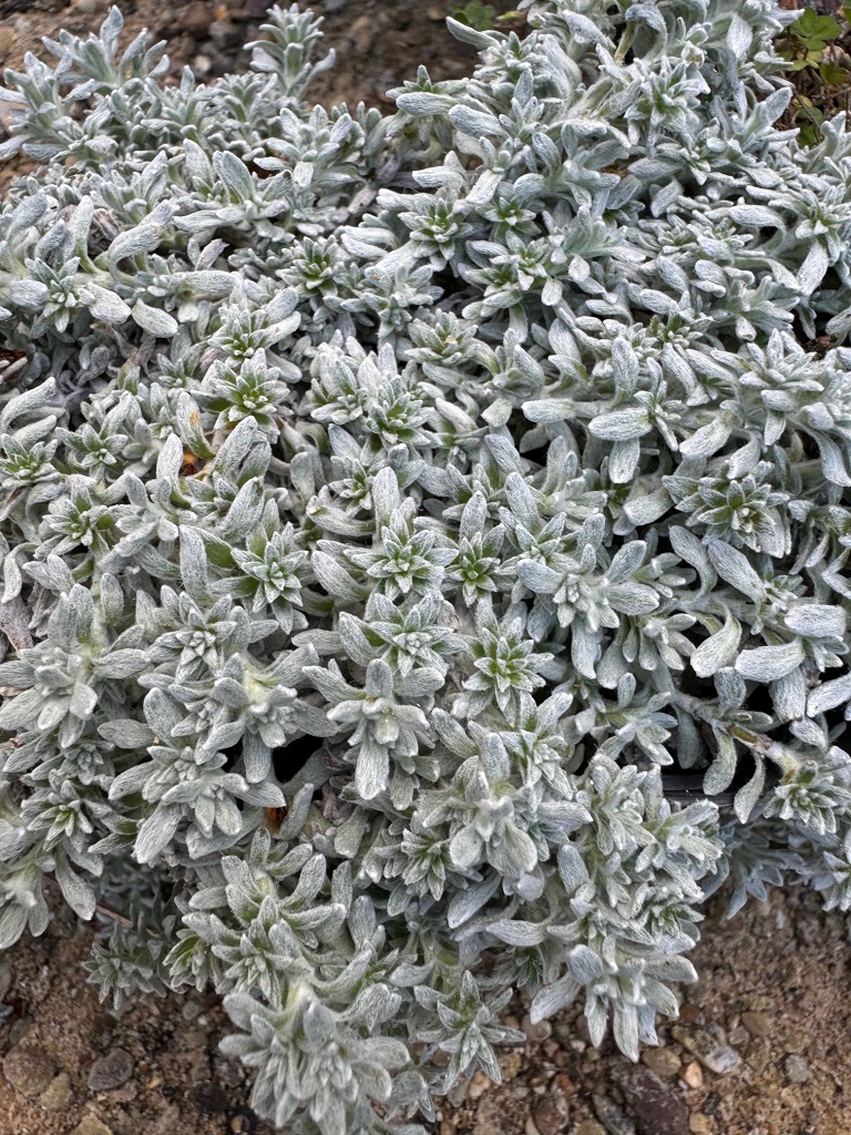 Veronica bombycina v bolkardaghensis